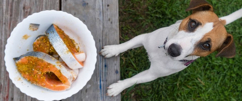 Jack Russell dog begging for salmon