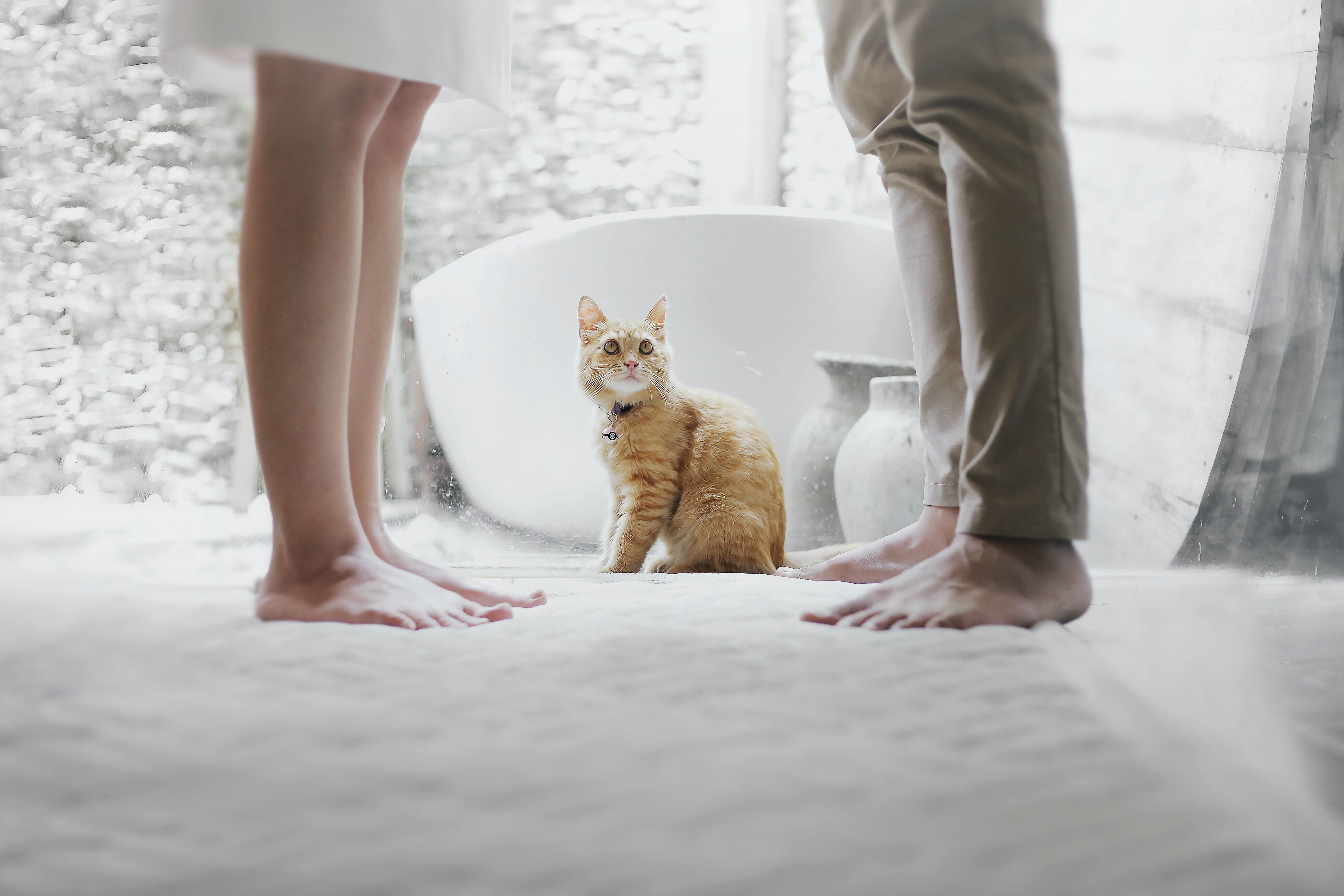 photo de famille avec chat