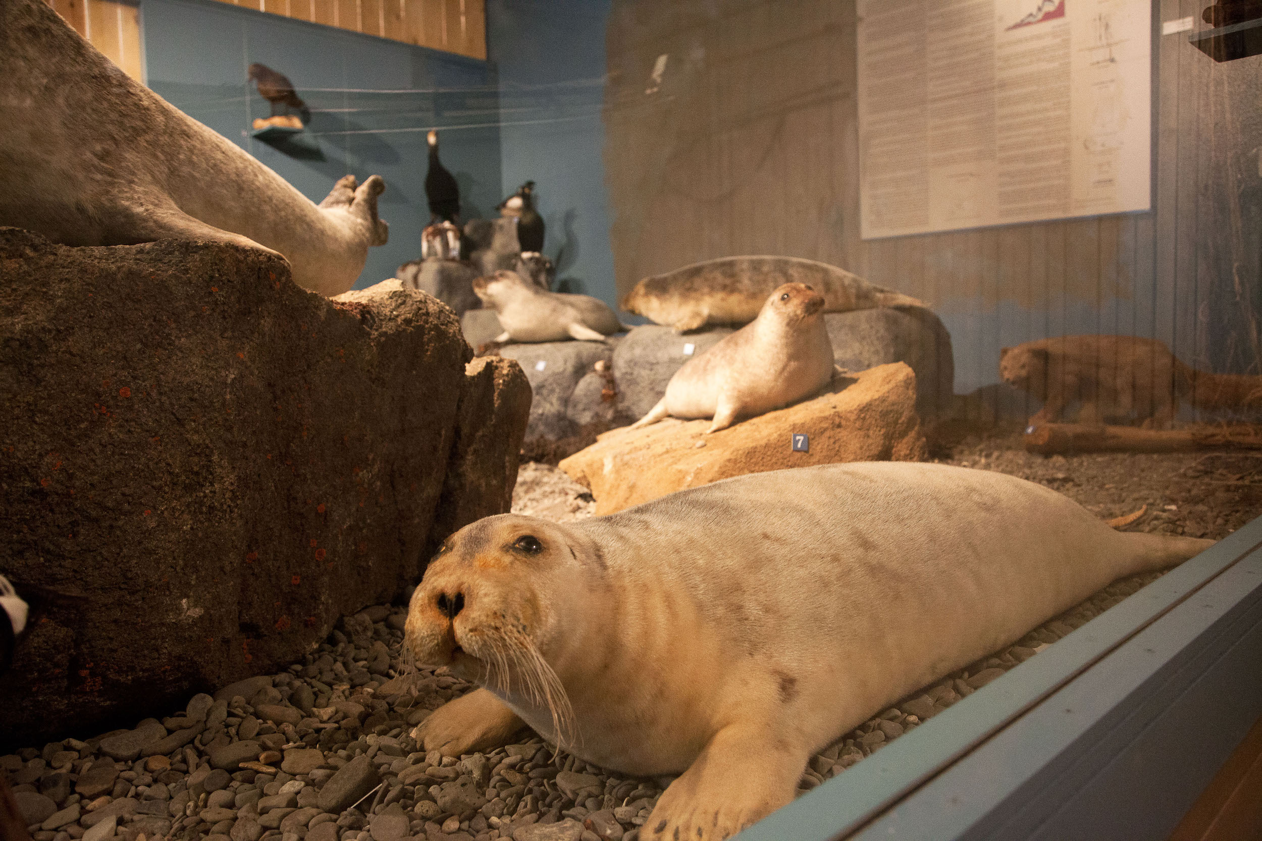 Stuffed seal in the seal center
