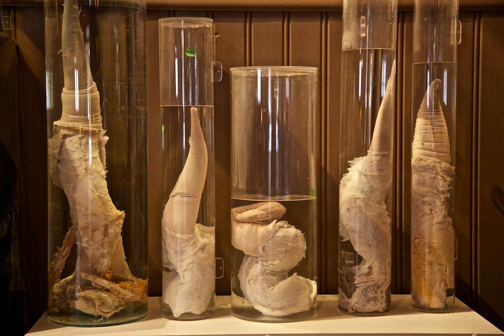 The Icelandic Phallological Museum