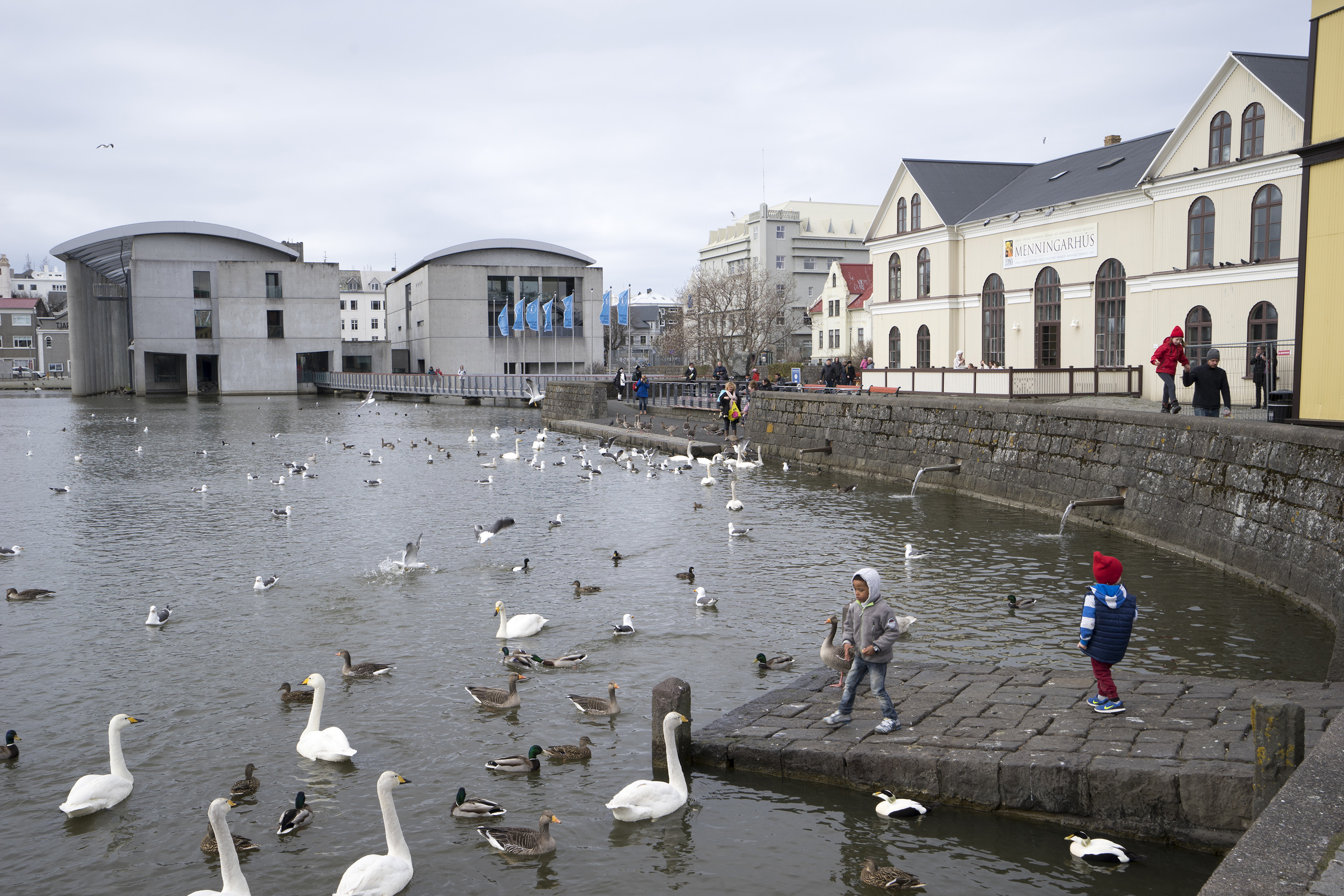 Birds on Reykjavik pond