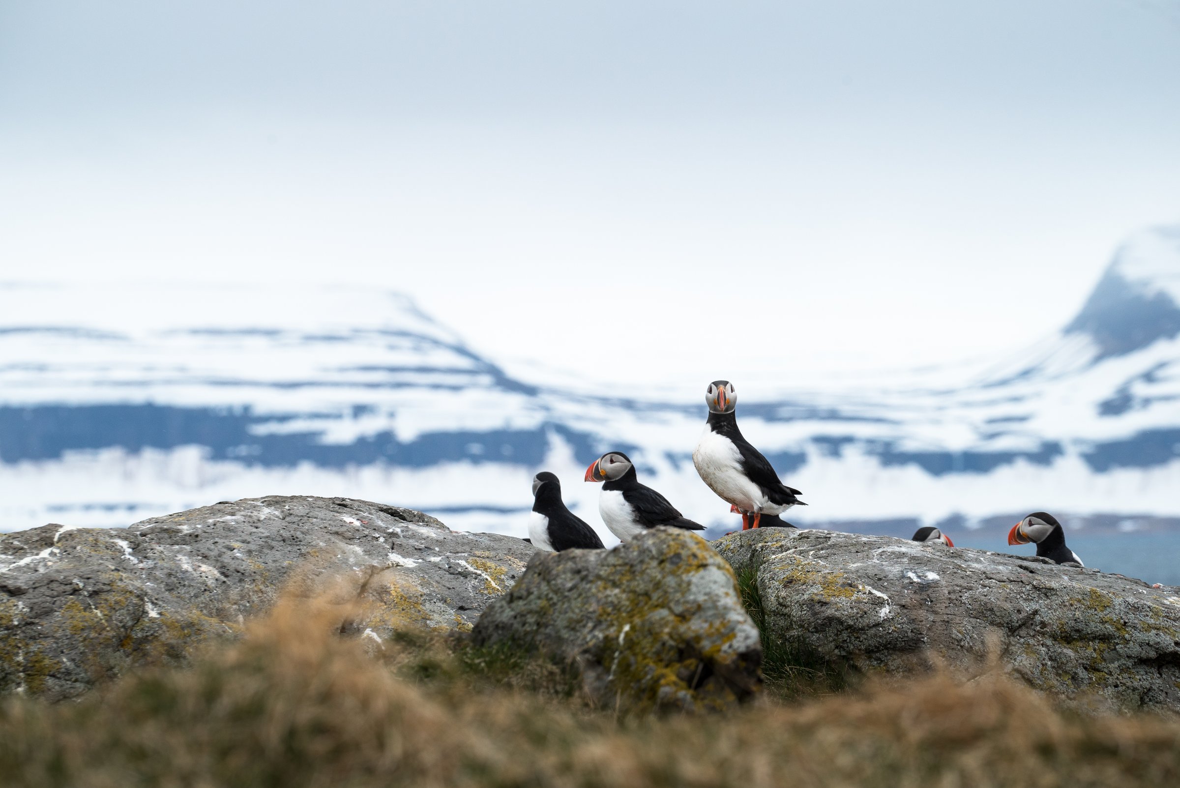 A group of puffins standing on a rock, one puffin facing the camera. In the background snow-covered mountains.