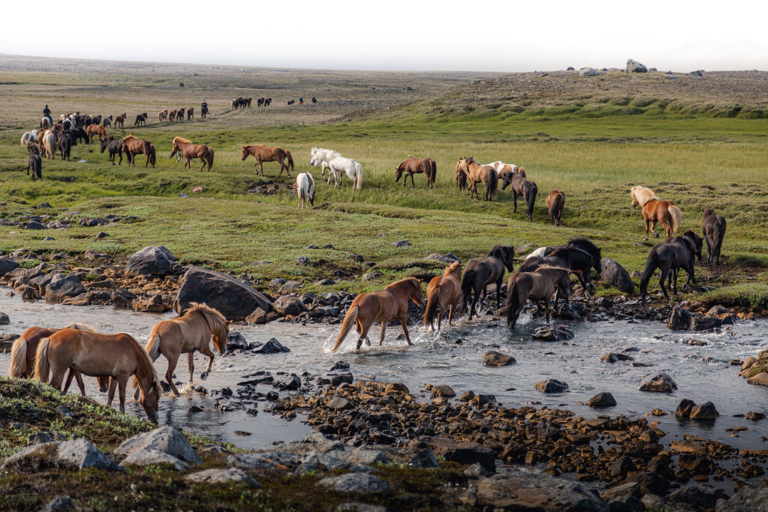A long line of horses fording a shallow river.