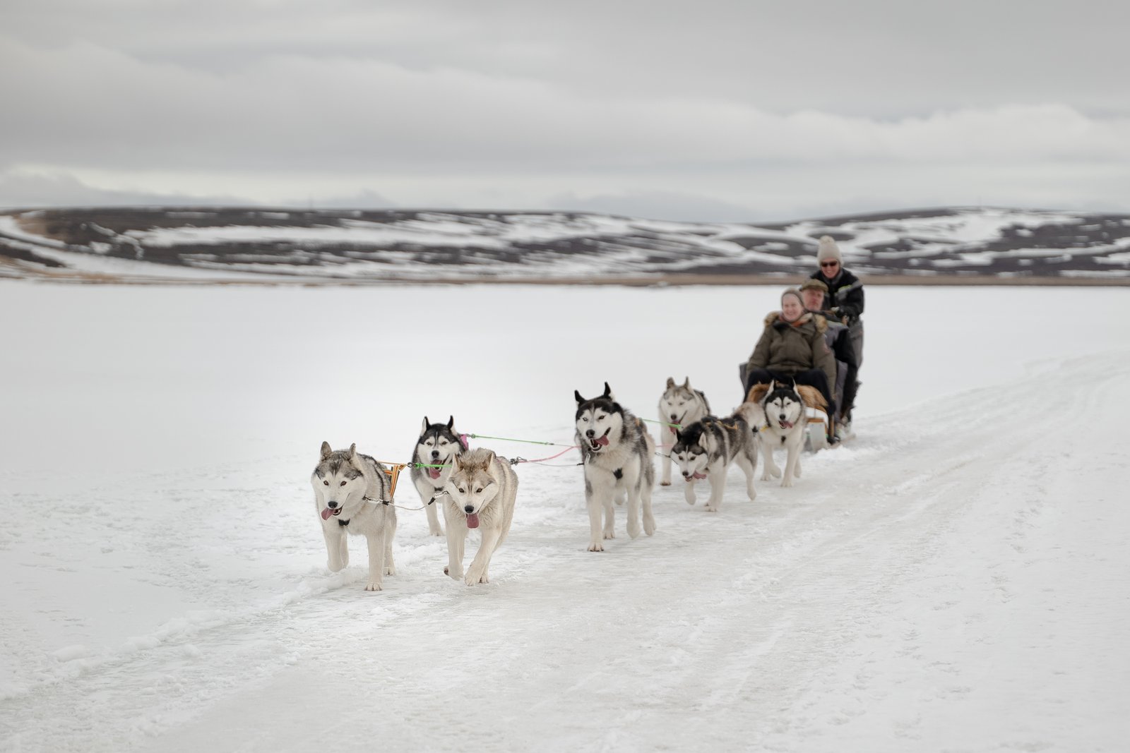 Siberian Huskies on Lake Mývatn 