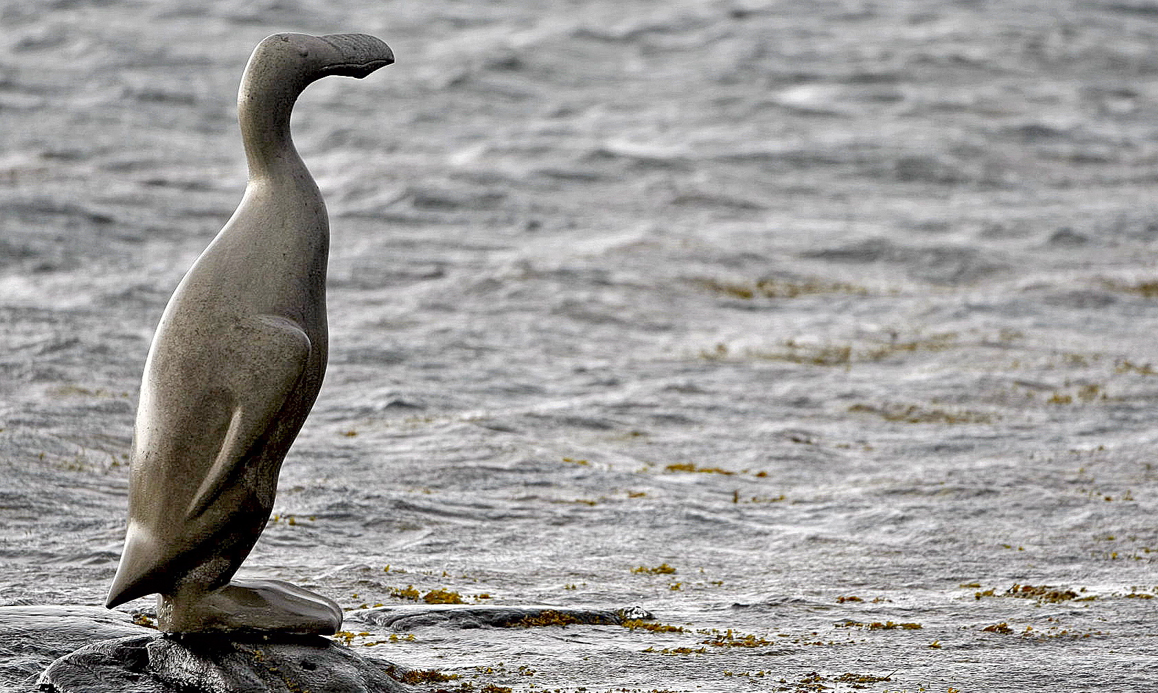 Geirfugl bird by Olof Nordal