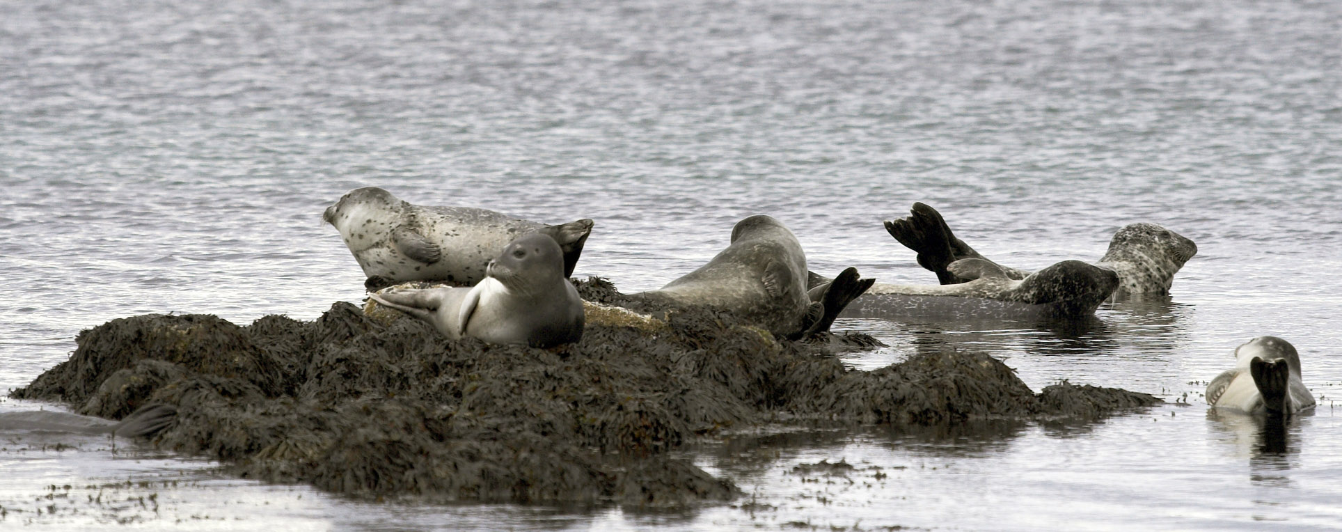 A group of harbour seals relaxing on rocks in the water