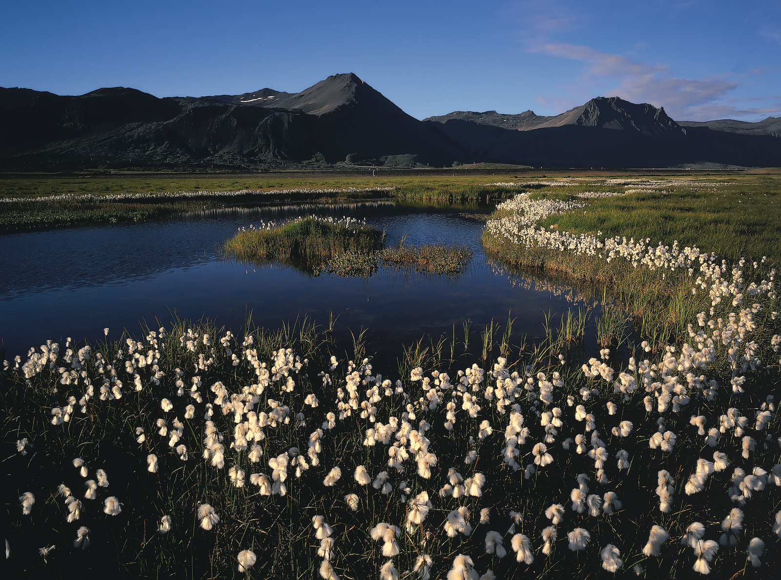A green meadow at a small lake, covered with cotton grass. 