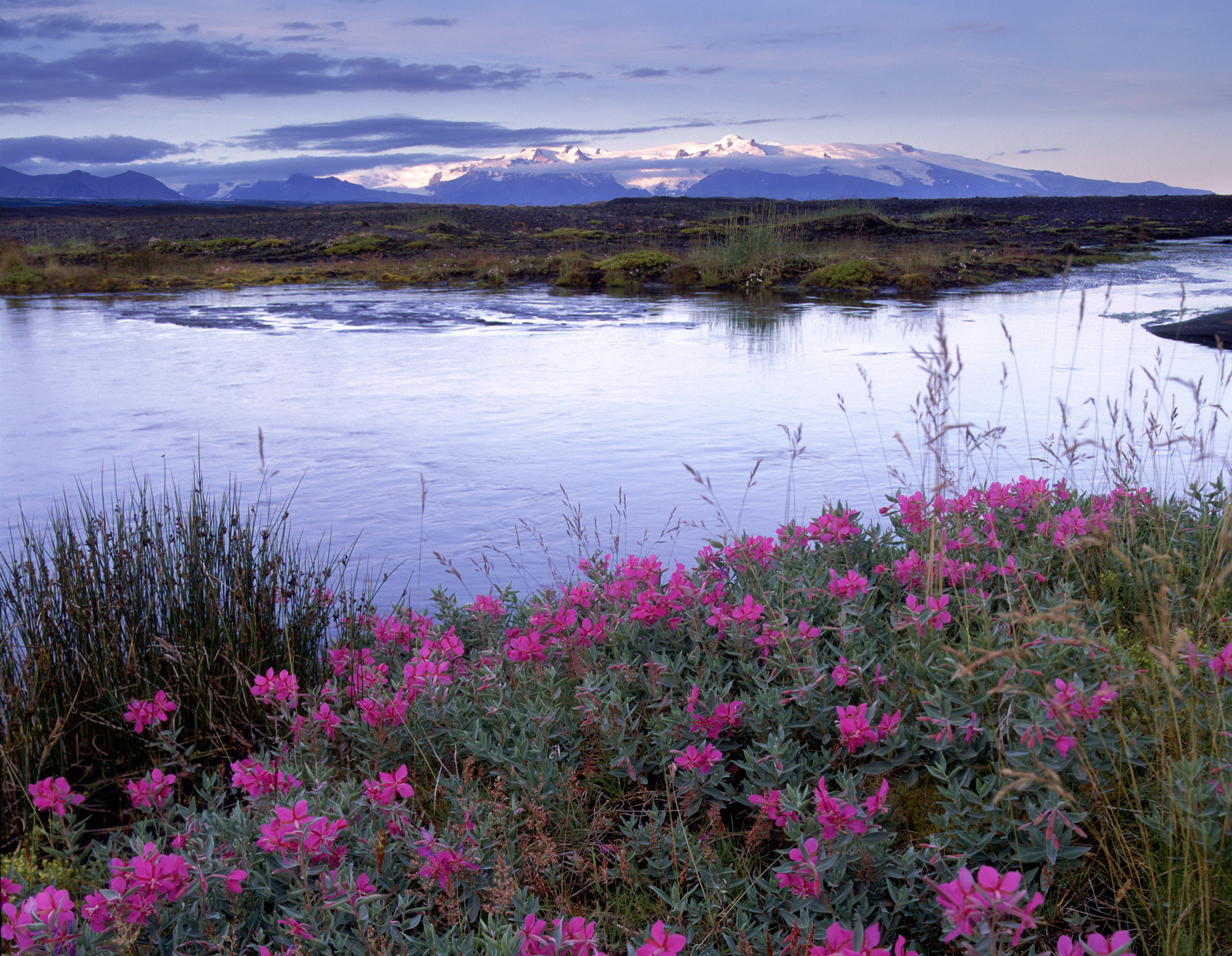 Nature in Skaftafell, flowers, river, sand plains and glaciers