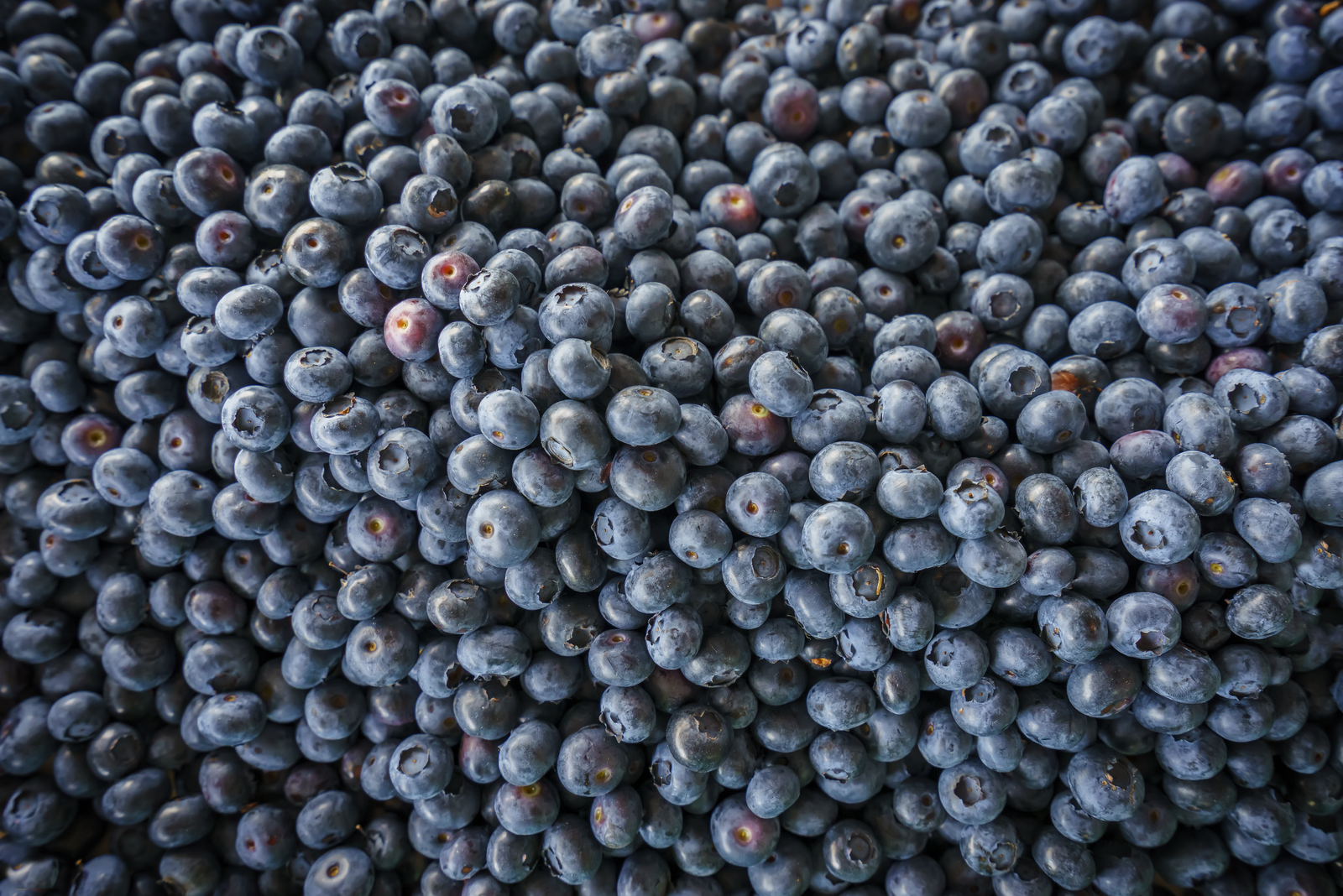 Bog bilberries