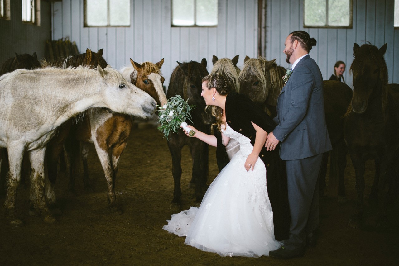 Bride and groom feeding the bridal bouquet to Icelandic horses