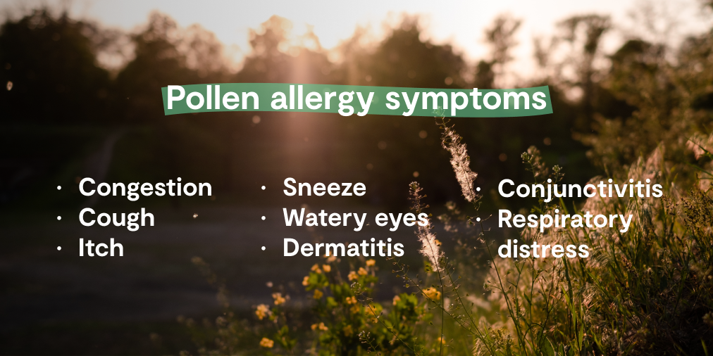 pollen allergy symptoms