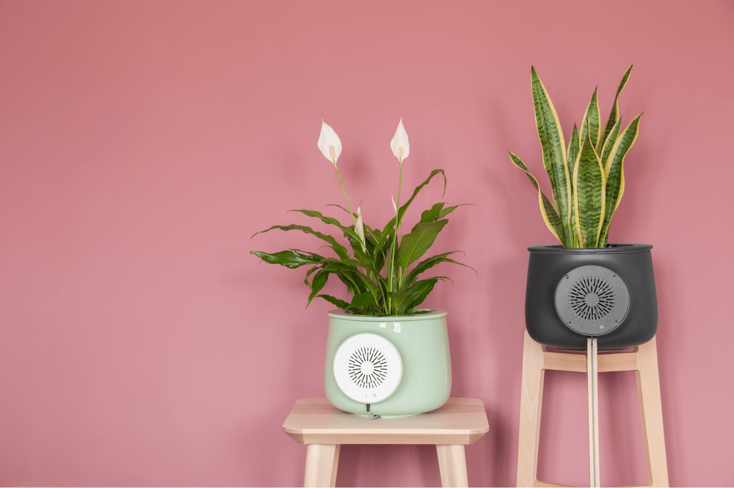 natural air purifier section