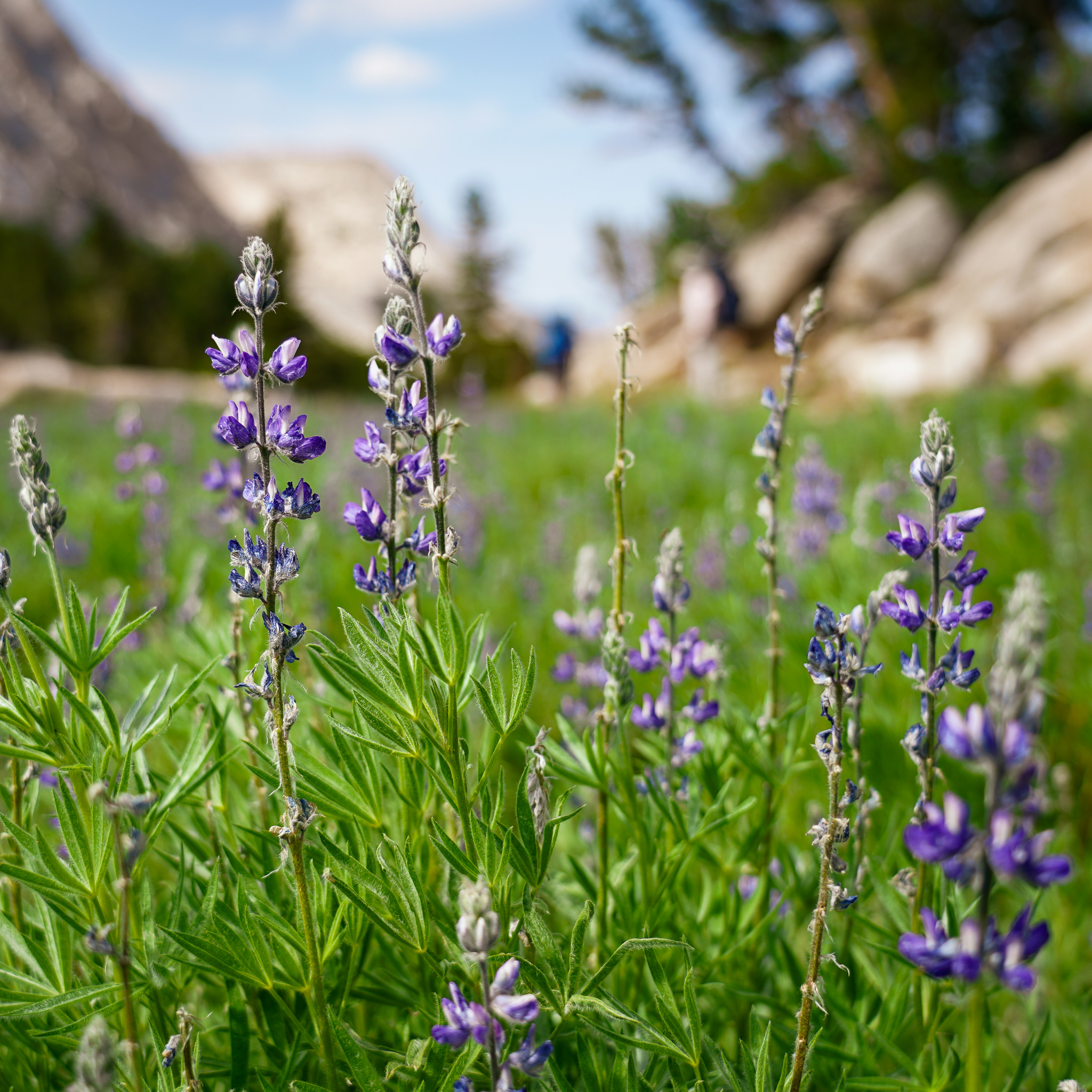 Yosemite wildflower in High Sierra