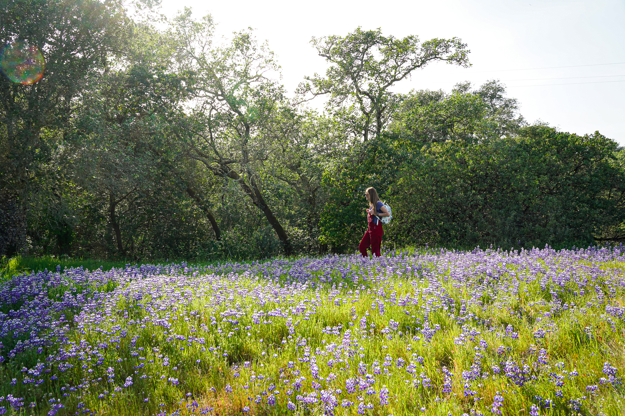 Hiker on trail festooned by lupine wildflowers at Healdsburg Ridge Open Space Preserve 