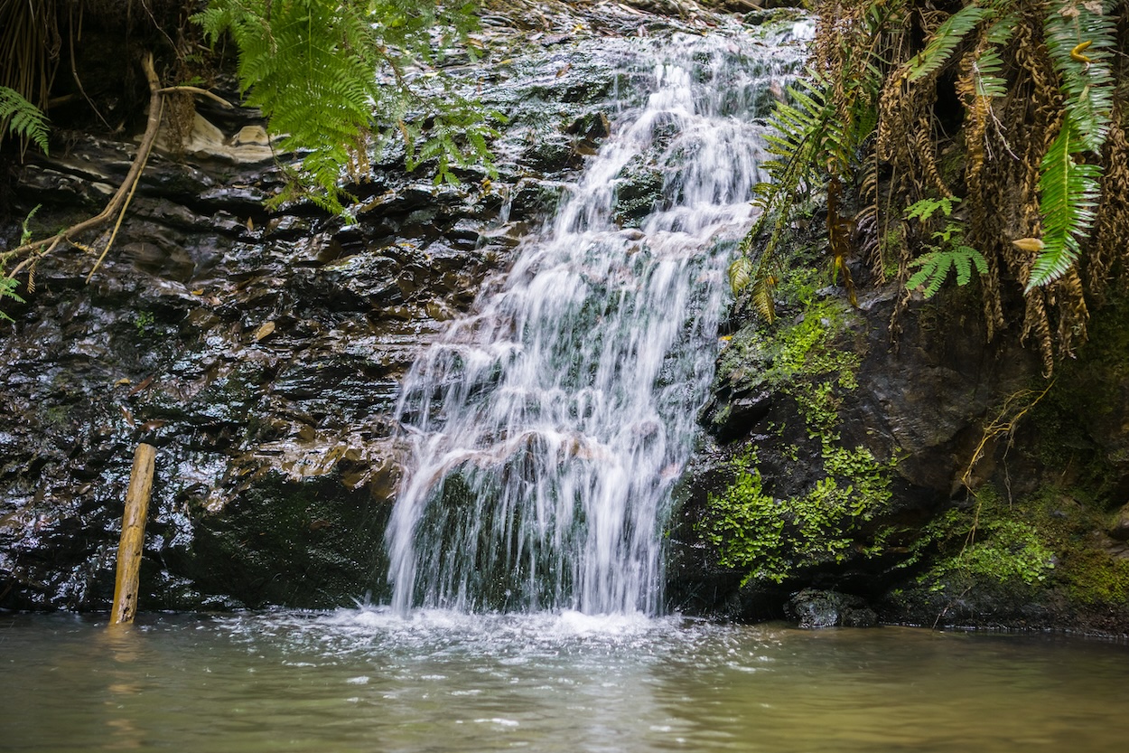 POST S 2024 Hiking Calendar   E06a22e4 5245 4fd4 8e5c 808a1bd3c02f PortolaRedwoods TiptoeFalls Copy 