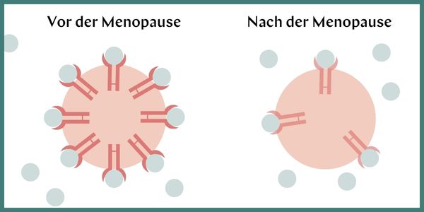 Hormonrezeptoren vor und nach der Menopause XbyX