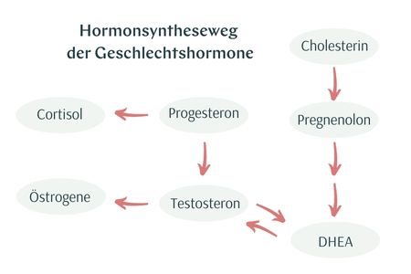 Synthese der weiblichen Hormone