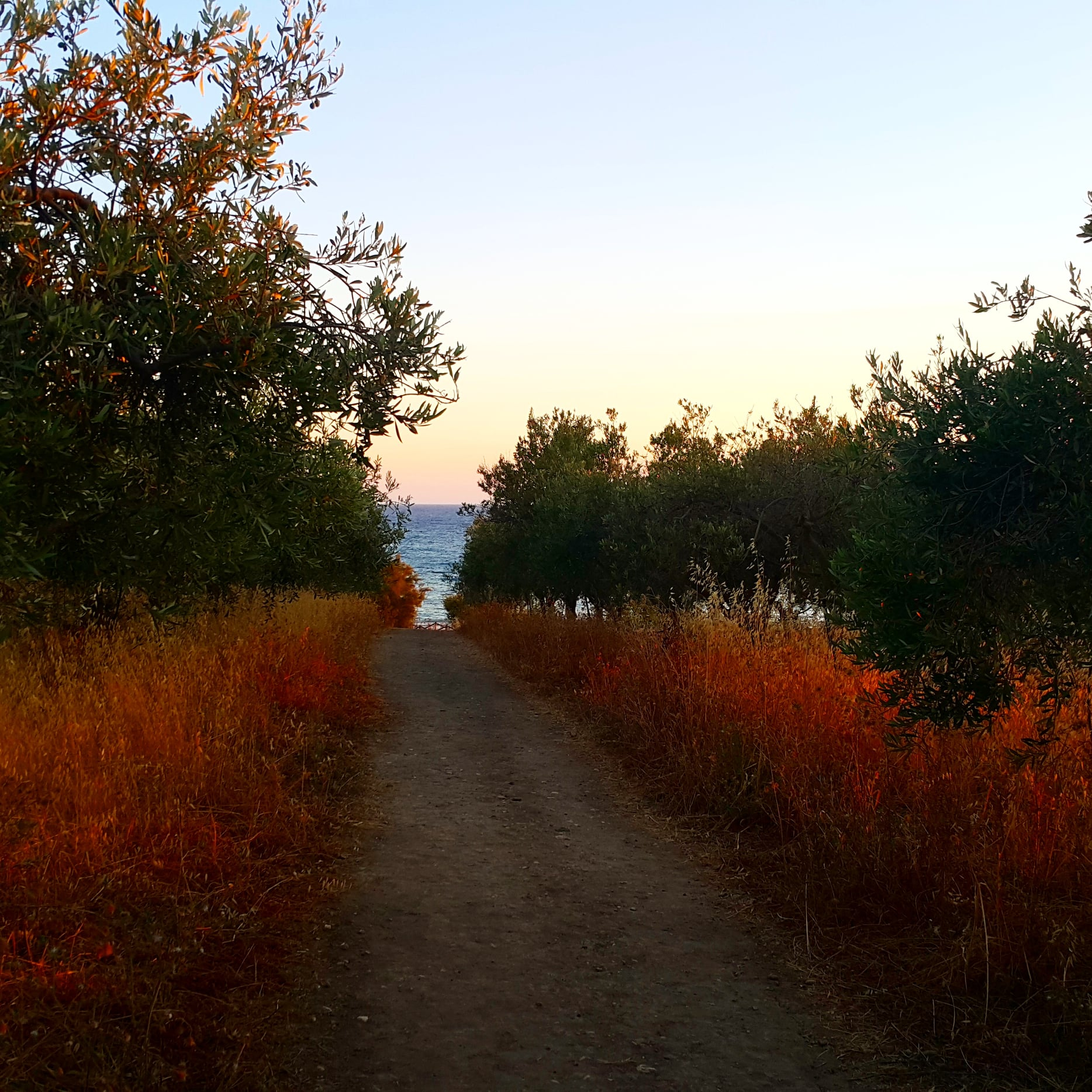 An olive grove by the Mediterranean Sea. 